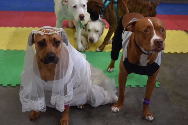 Puppy Wedding